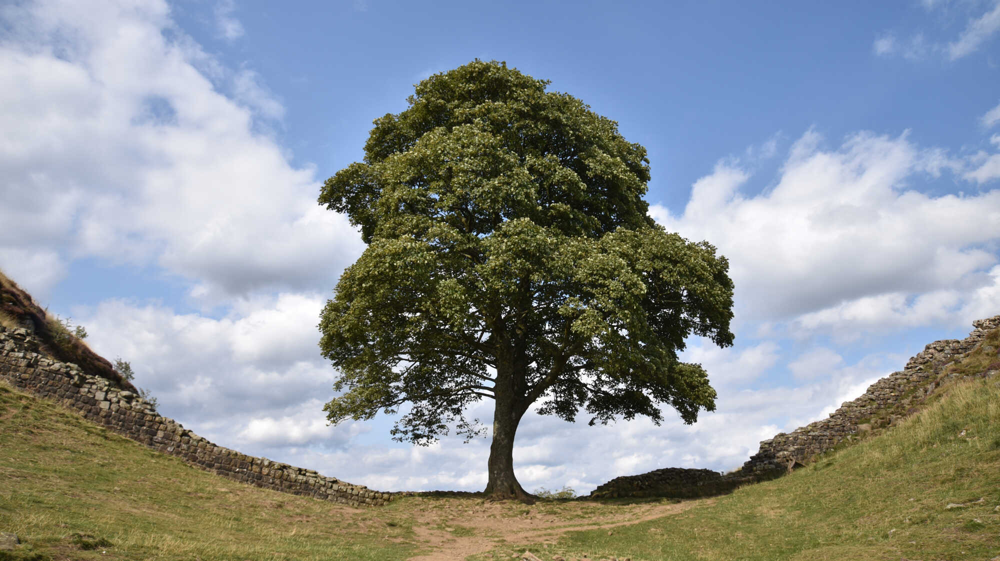 The famous Sycamore Gap in Hadrian's wall