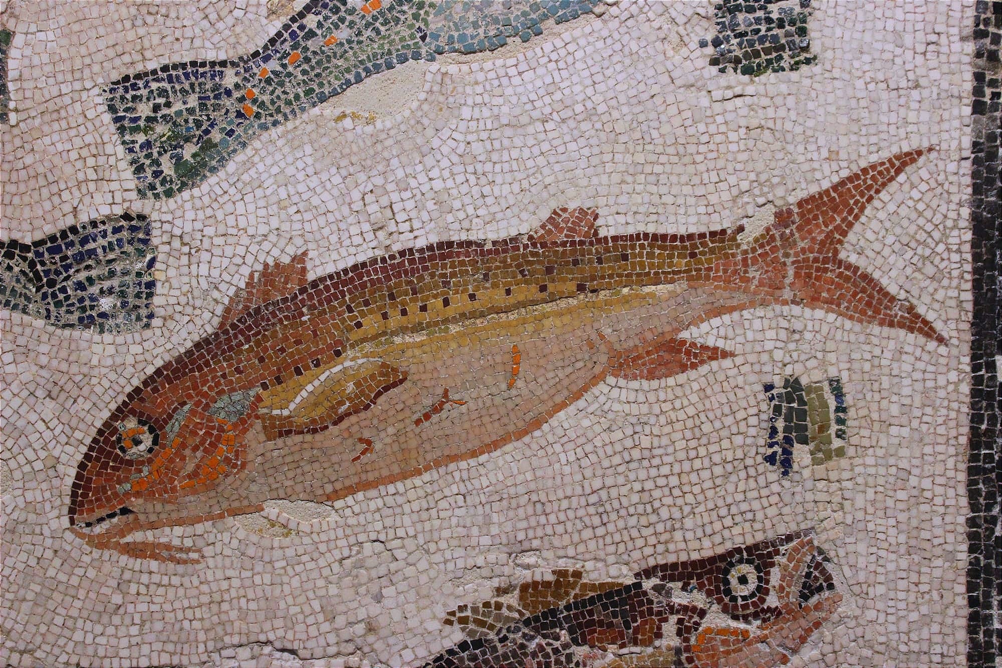 The Red Mullet: Ancient Rome's Top Delicacy